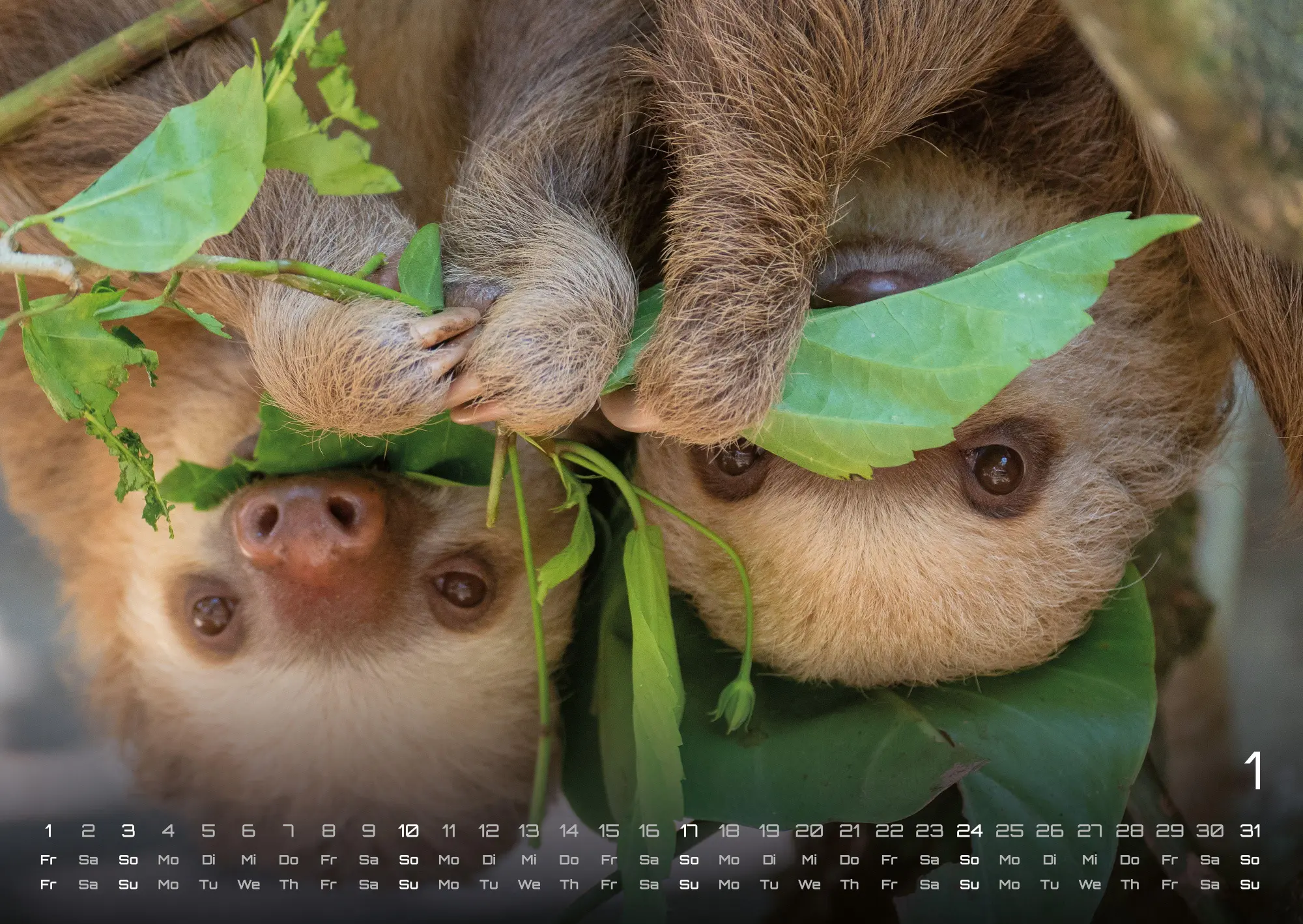 Bild: 9783986737313 | Faultiere - Chill mal! - 2027 - Kalender DIN A2 | GP-Fever. de | 15 S.