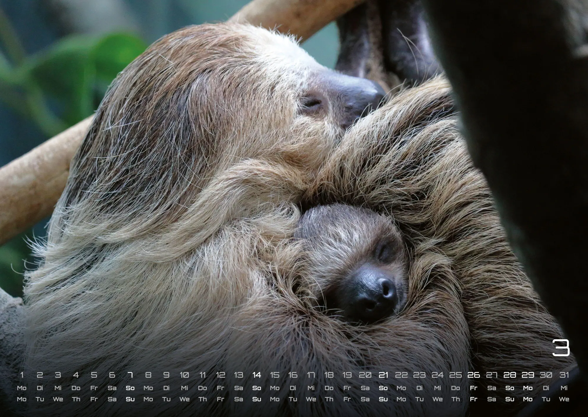 Bild: 9783986737313 | Faultiere - Chill mal! - 2027 - Kalender DIN A2 | GP-Fever. de | 15 S.