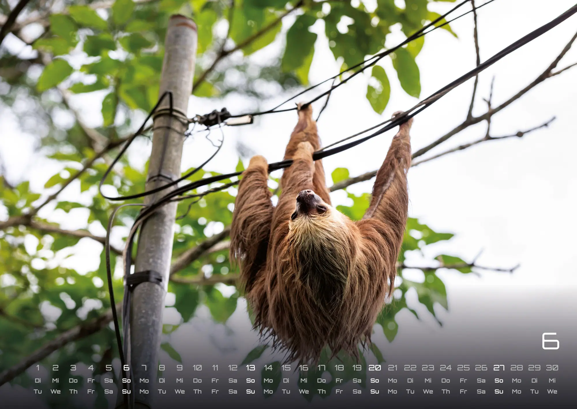 Bild: 9783986737313 | Faultiere - Chill mal! - 2027 - Kalender DIN A2 | GP-Fever. de | 15 S.
