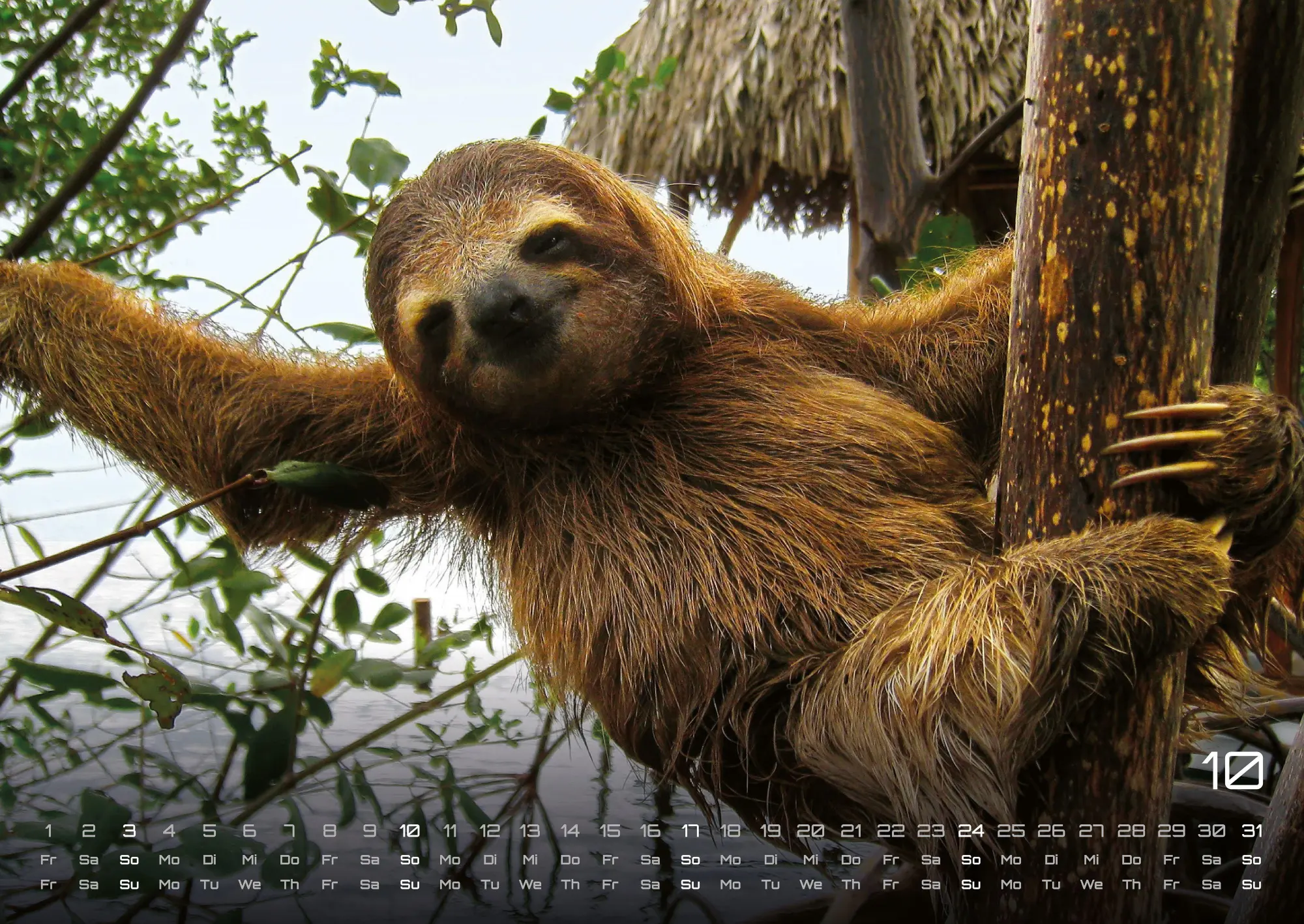 Bild: 9783986737313 | Faultiere - Chill mal! - 2027 - Kalender DIN A2 | GP-Fever. de | 15 S.