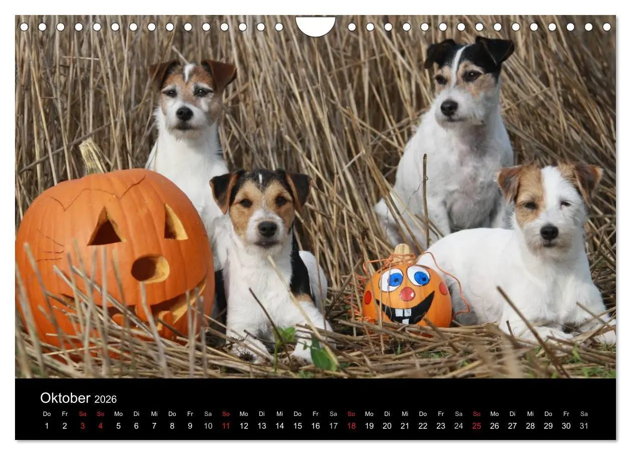 Bild: 9783457987513 | The Bravehearts und Freunde - Parson Russells (Wandkalender 2026...