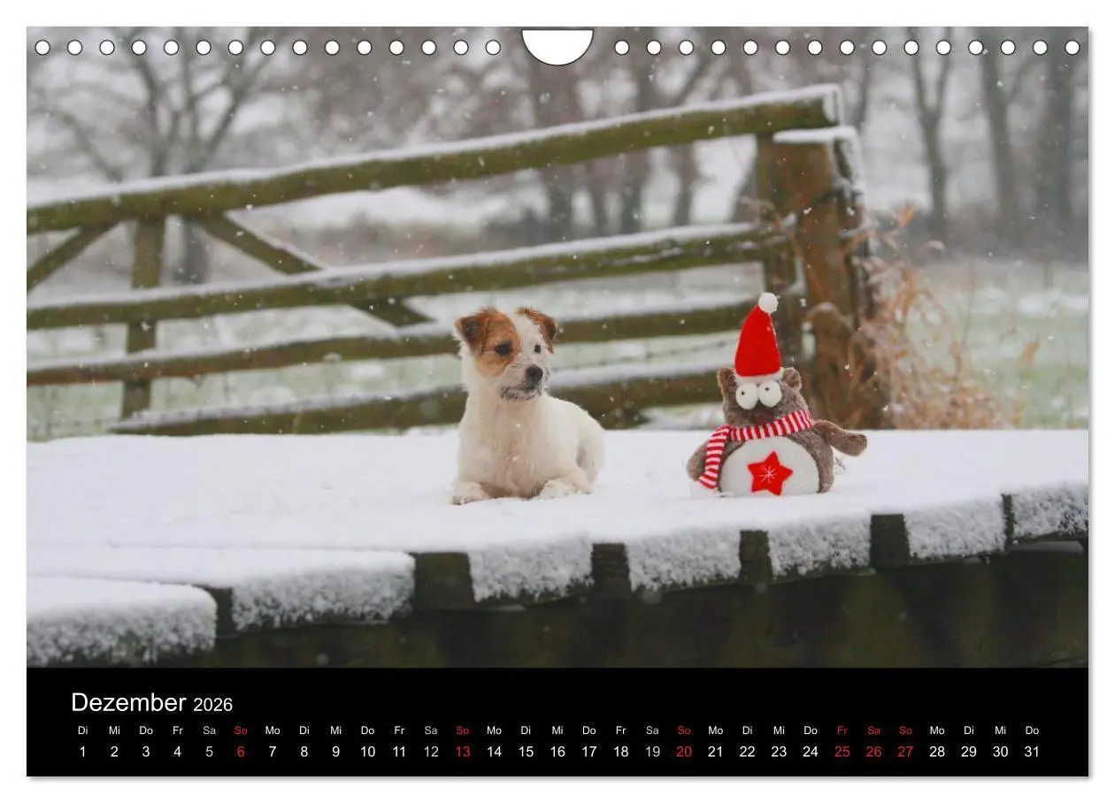 Bild: 9783457987513 | The Bravehearts und Freunde - Parson Russells (Wandkalender 2026...