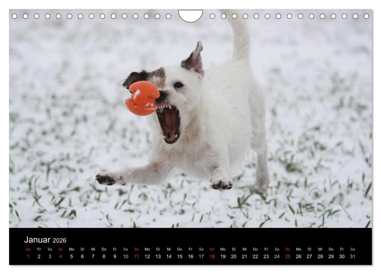 Bild: 9783457987513 | The Bravehearts und Freunde - Parson Russells (Wandkalender 2026...