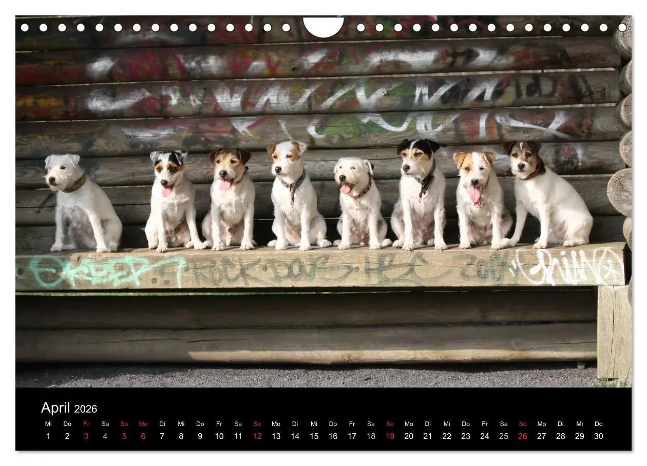 Bild: 9783457987513 | The Bravehearts und Freunde - Parson Russells (Wandkalender 2026...