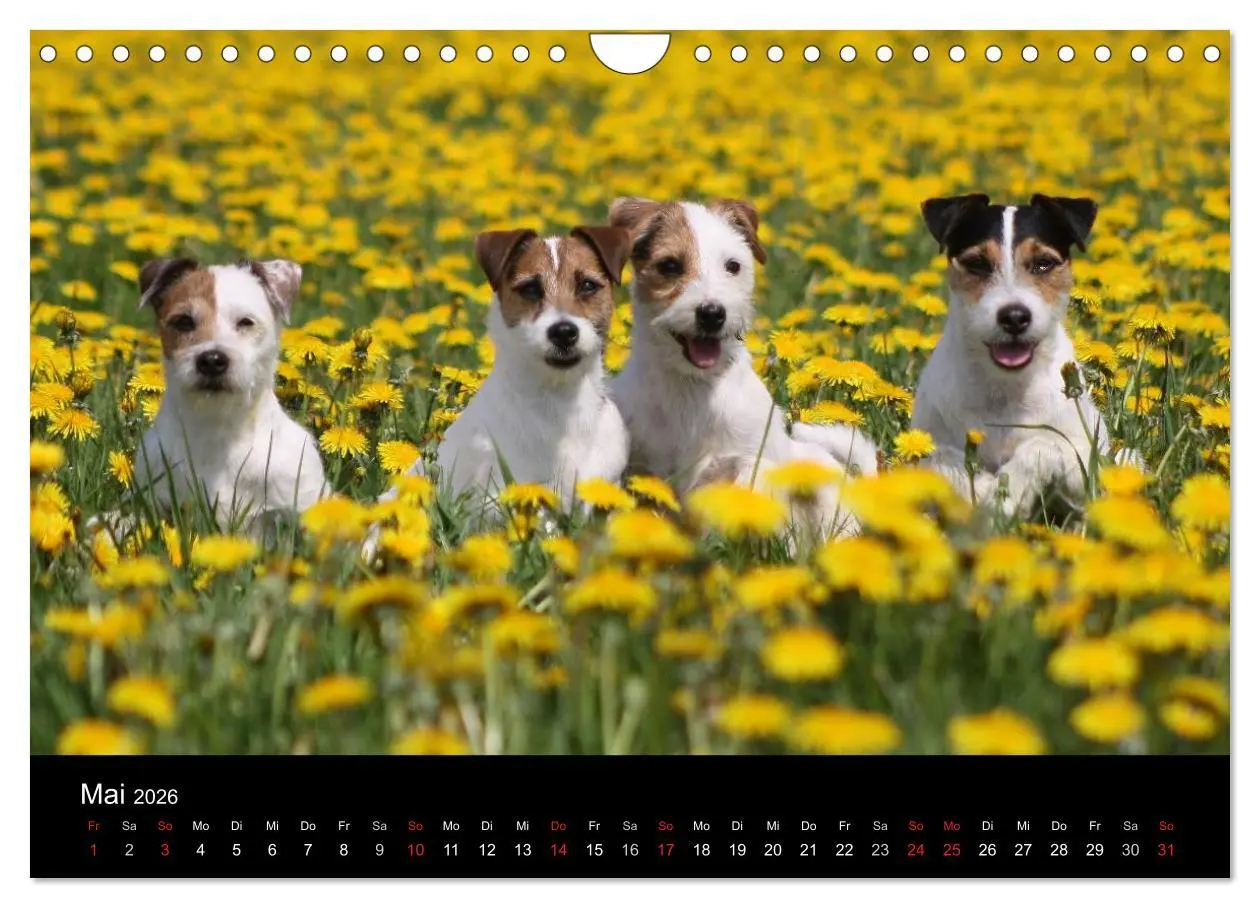 Bild: 9783457987513 | The Bravehearts und Freunde - Parson Russells (Wandkalender 2026...