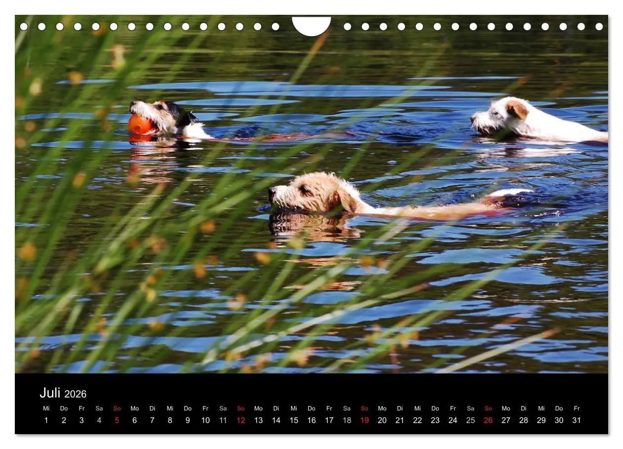Bild: 9783457987513 | The Bravehearts und Freunde - Parson Russells (Wandkalender 2026...