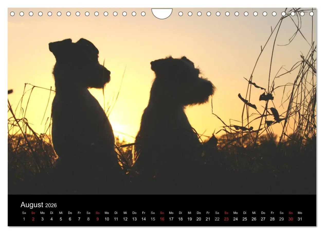 Bild: 9783457987513 | The Bravehearts und Freunde - Parson Russells (Wandkalender 2026...