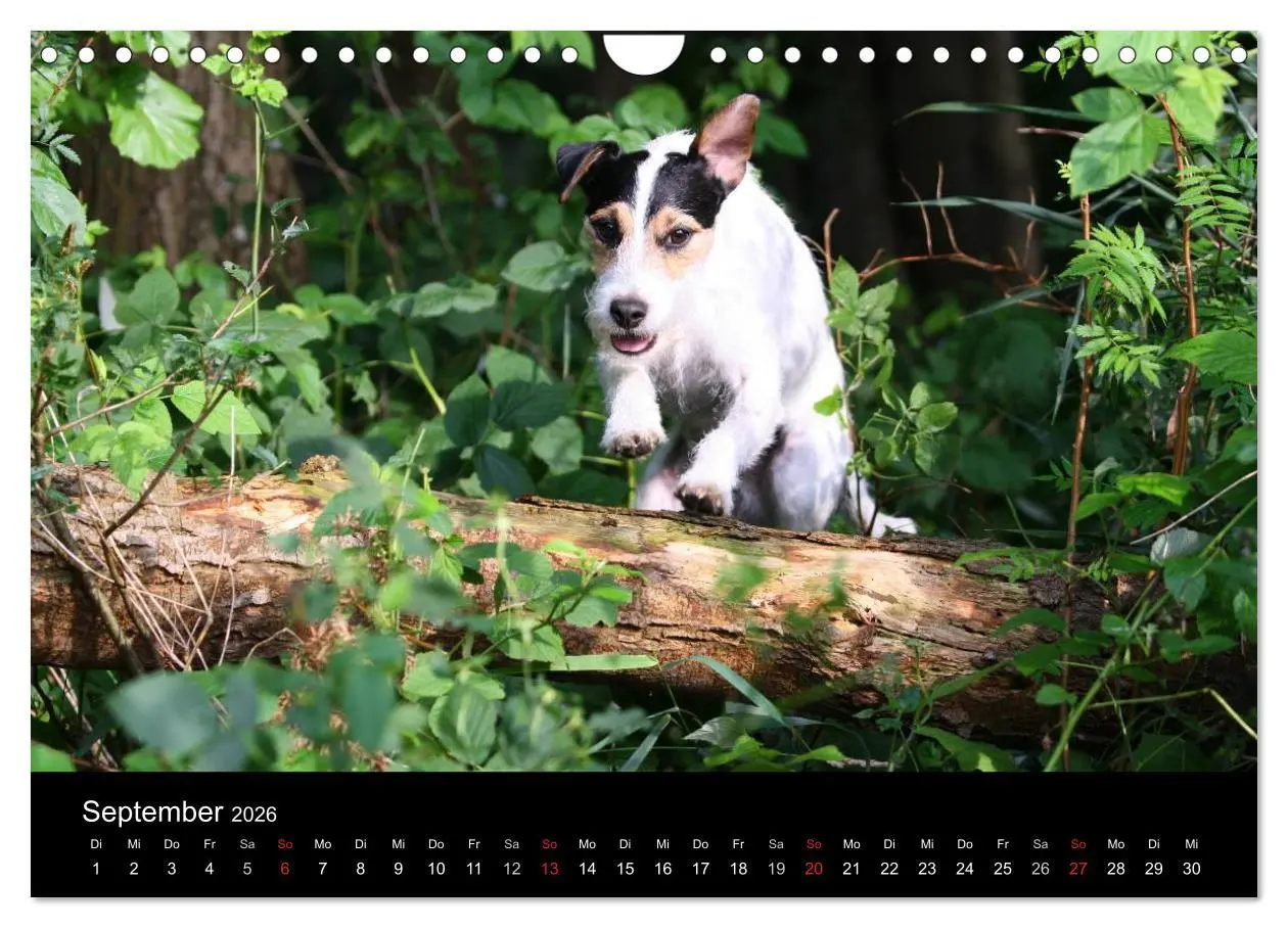 Bild: 9783457987513 | The Bravehearts und Freunde - Parson Russells (Wandkalender 2026...