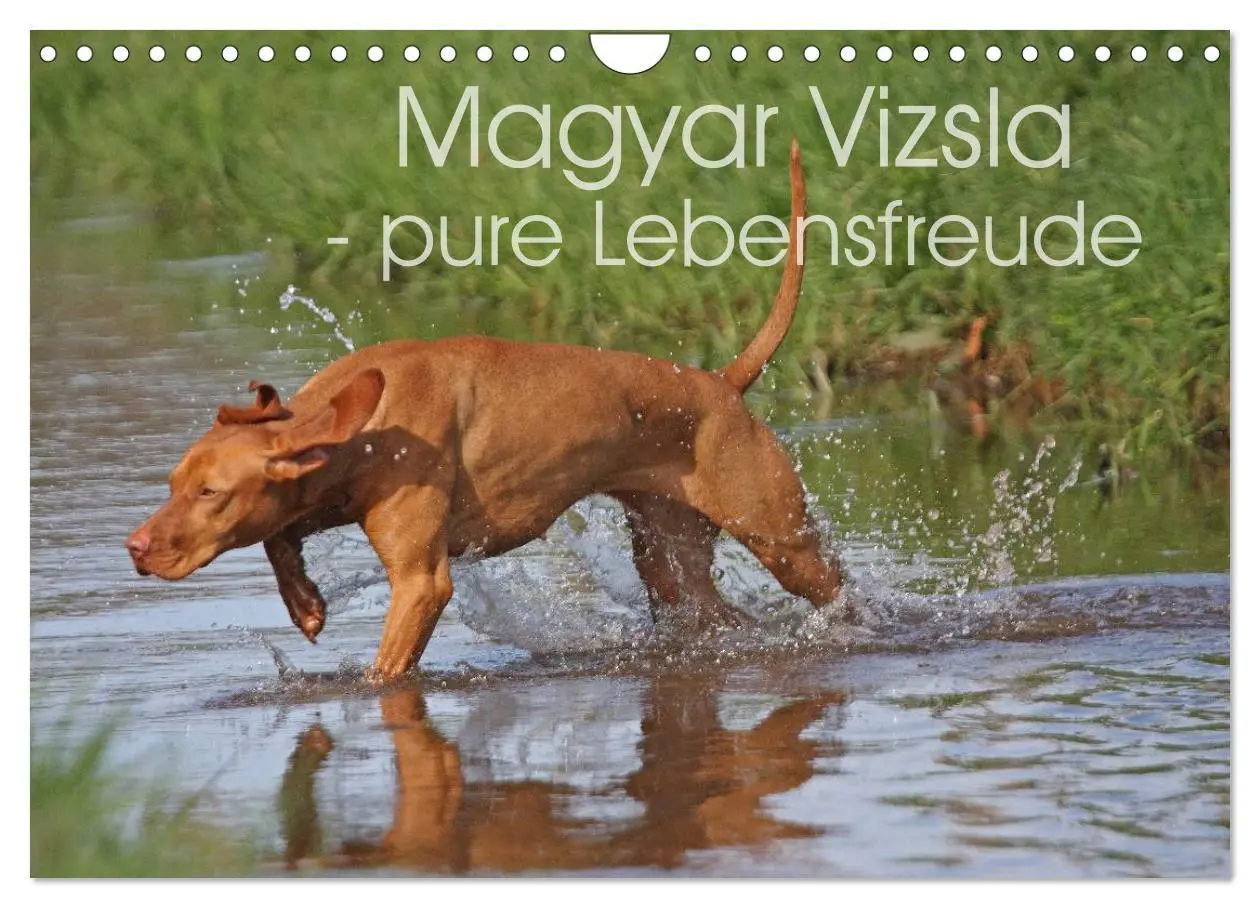 Cover: 9783516077513 | Magyar Vizsla - pure Lebensfreude (Wandkalender 2026 DIN A4 quer),...