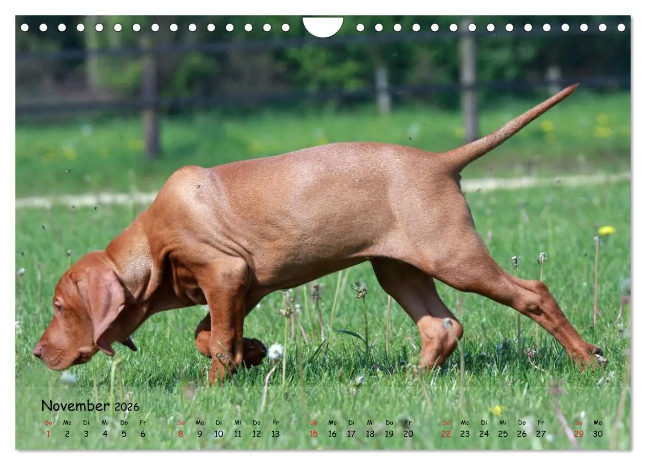 Bild: 9783516077513 | Magyar Vizsla - pure Lebensfreude (Wandkalender 2026 DIN A4 quer),...
