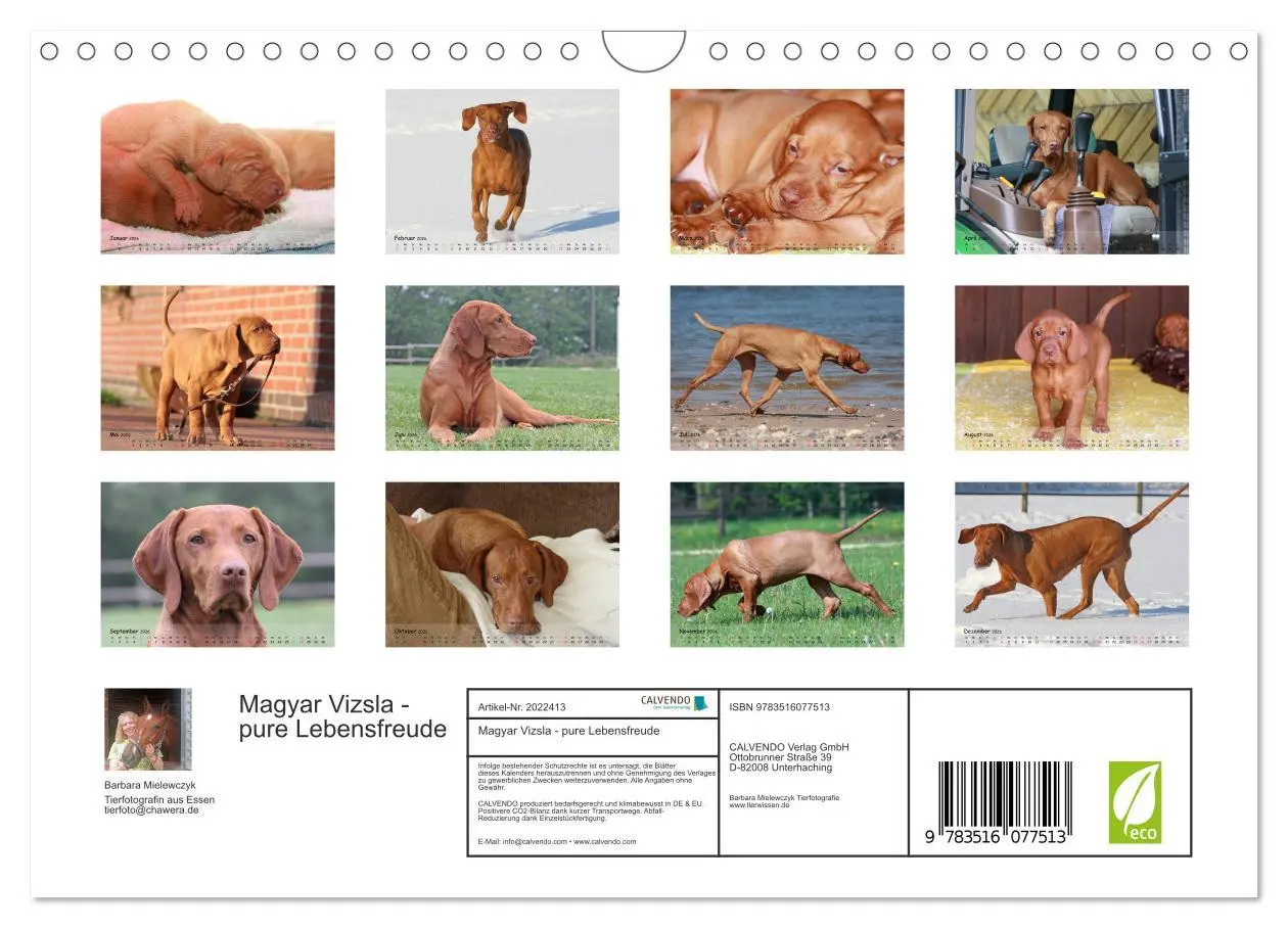 Bild: 9783516077513 | Magyar Vizsla - pure Lebensfreude (Wandkalender 2026 DIN A4 quer),...
