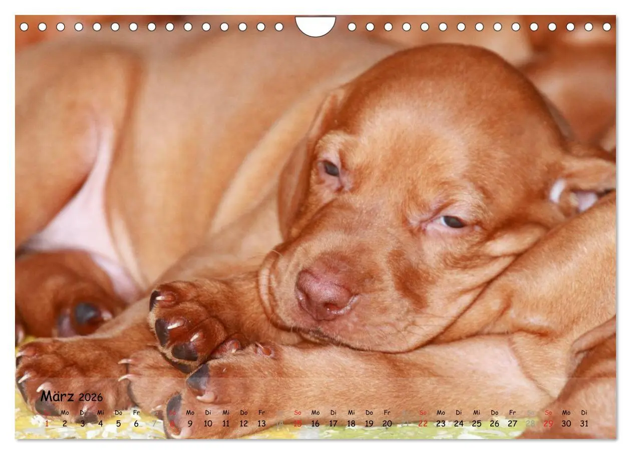 Bild: 9783516077513 | Magyar Vizsla - pure Lebensfreude (Wandkalender 2026 DIN A4 quer),...