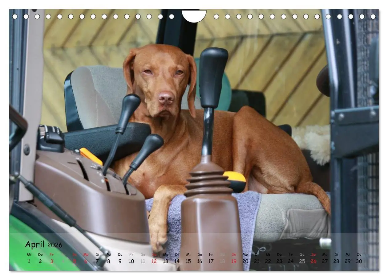 Bild: 9783516077513 | Magyar Vizsla - pure Lebensfreude (Wandkalender 2026 DIN A4 quer),...