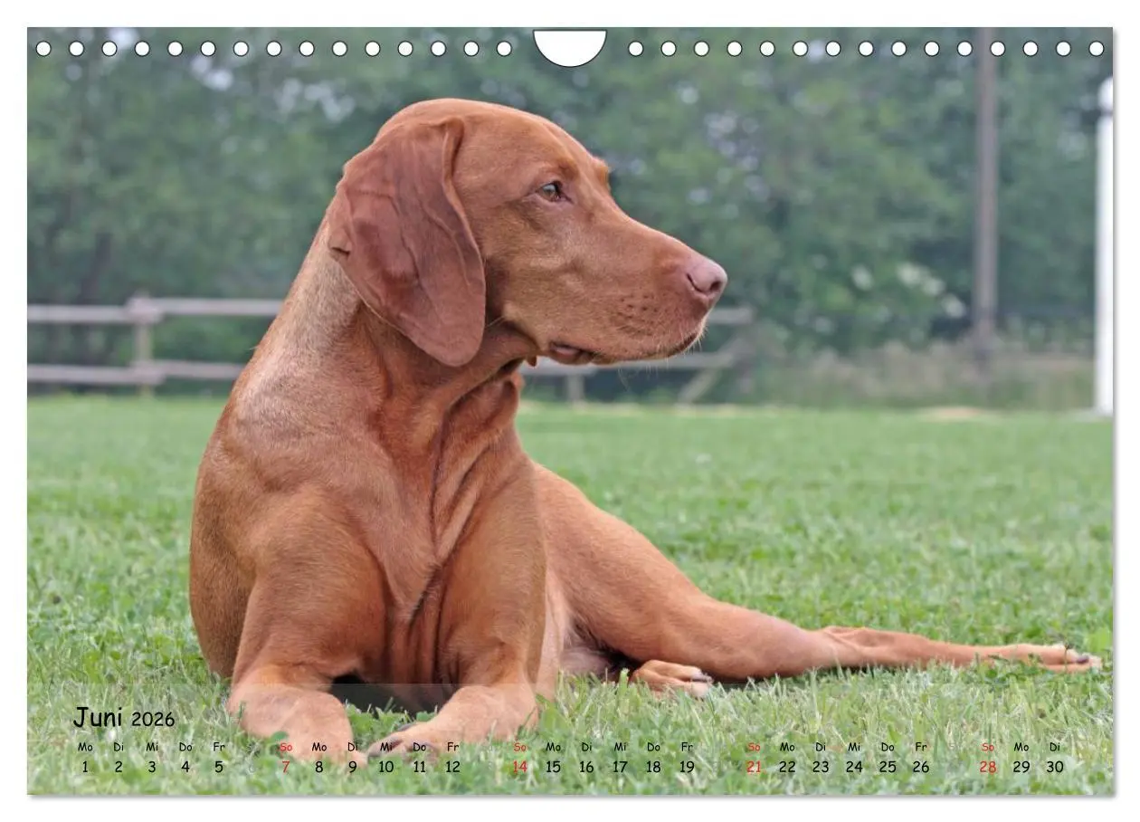 Bild: 9783516077513 | Magyar Vizsla - pure Lebensfreude (Wandkalender 2026 DIN A4 quer),...