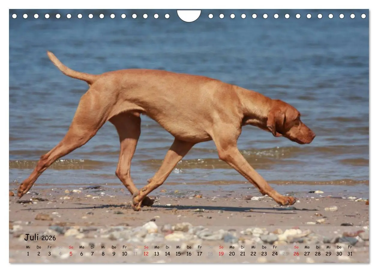 Bild: 9783516077513 | Magyar Vizsla - pure Lebensfreude (Wandkalender 2026 DIN A4 quer),...