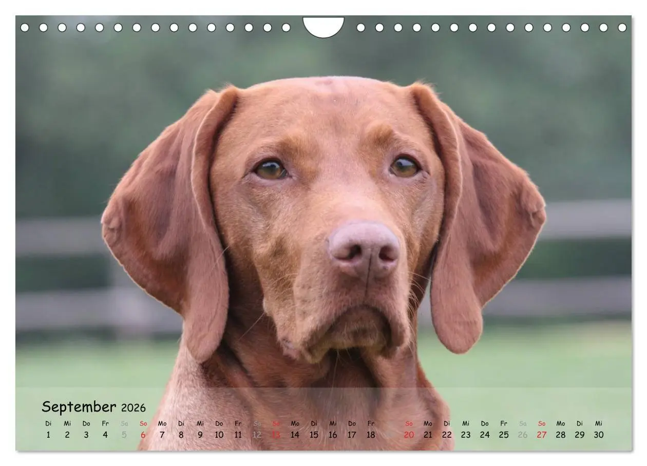 Bild: 9783516077513 | Magyar Vizsla - pure Lebensfreude (Wandkalender 2026 DIN A4 quer),...
