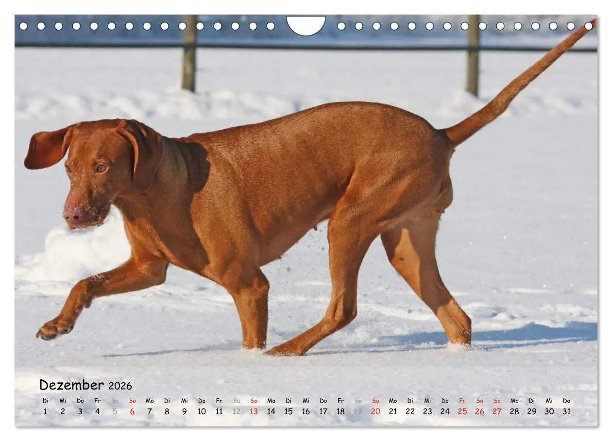 Bild: 9783516077513 | Magyar Vizsla - pure Lebensfreude (Wandkalender 2026 DIN A4 quer),...