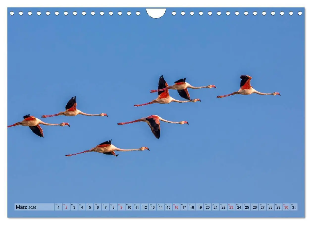 Bild: 9783435407613 | Camargue - Der wilde Süden Frankreichs (Wandkalender 2025 DIN A4...