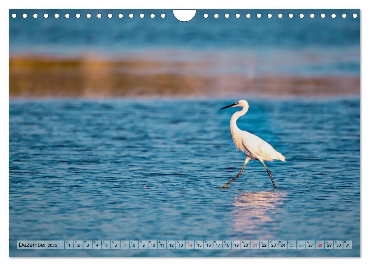 Bild: 9783435407613 | Camargue - Der wilde Süden Frankreichs (Wandkalender 2025 DIN A4...