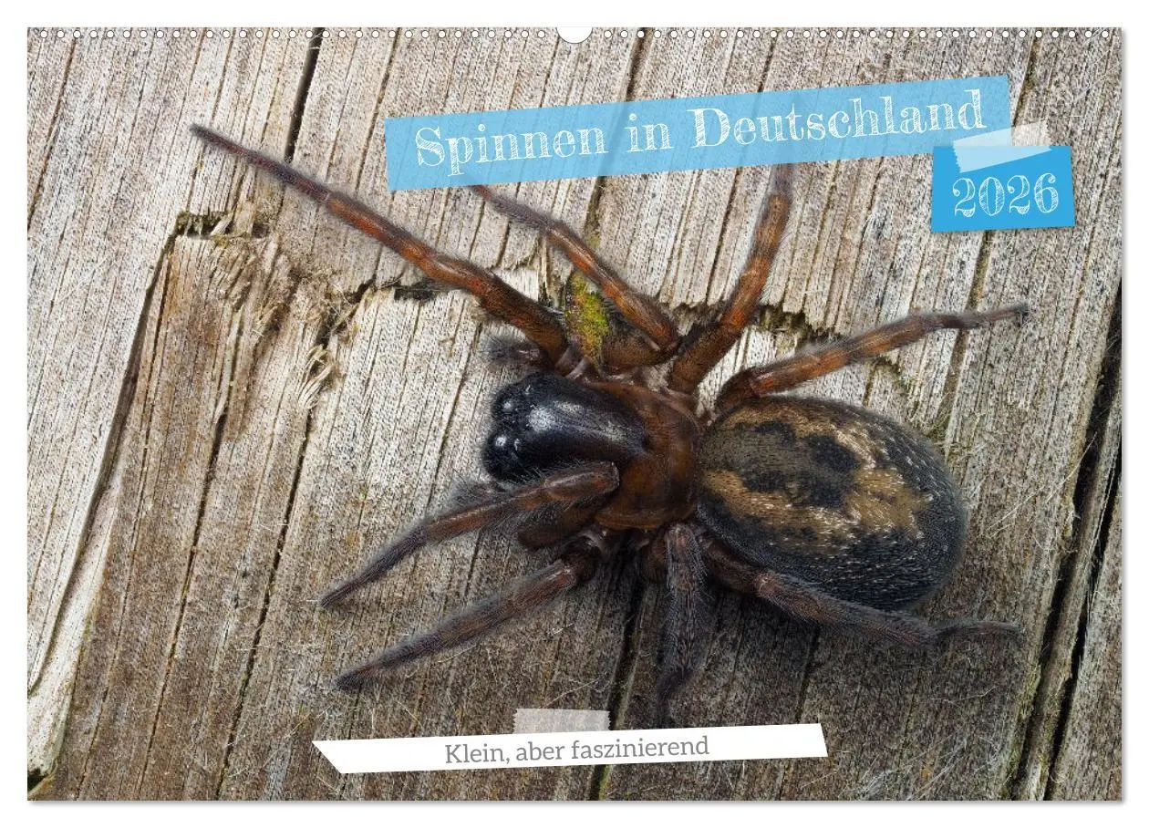 Cover: 9783457347713 | Spinnen in Deutschland (Wandkalender 2026 DIN A2 quer), CALVENDO...