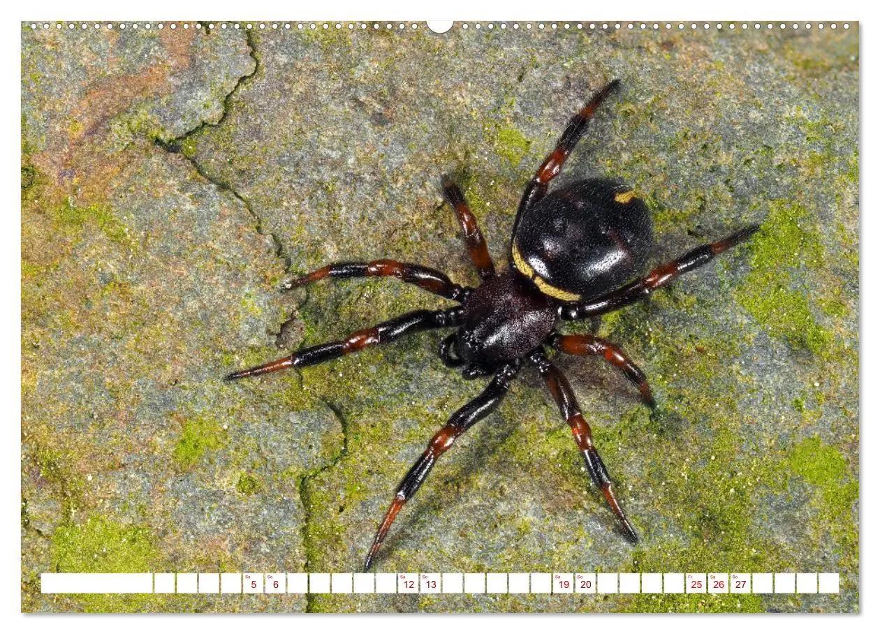Bild: 9783457347713 | Spinnen in Deutschland (Wandkalender 2026 DIN A2 quer), CALVENDO...