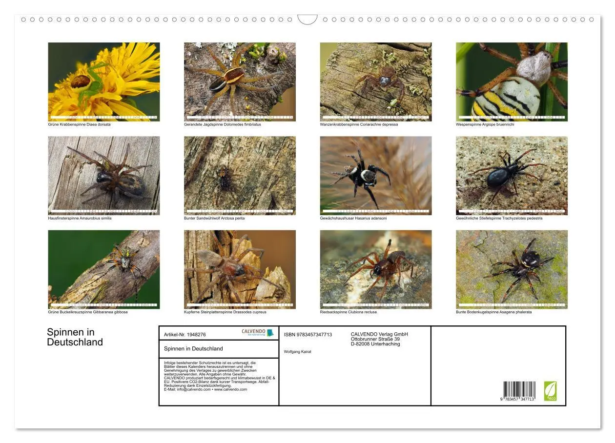 Bild: 9783457347713 | Spinnen in Deutschland (Wandkalender 2026 DIN A2 quer), CALVENDO...
