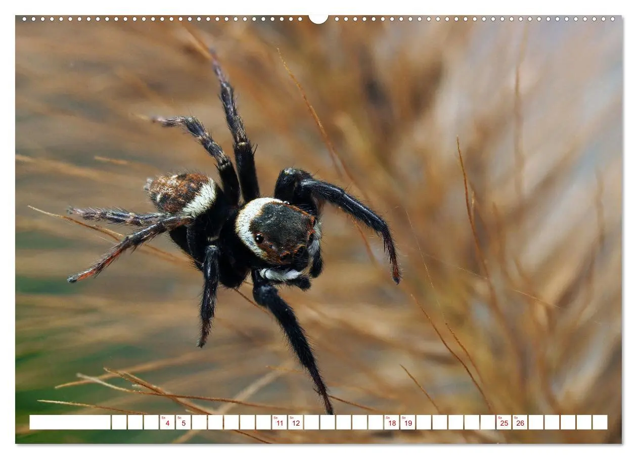 Bild: 9783457347713 | Spinnen in Deutschland (Wandkalender 2026 DIN A2 quer), CALVENDO...