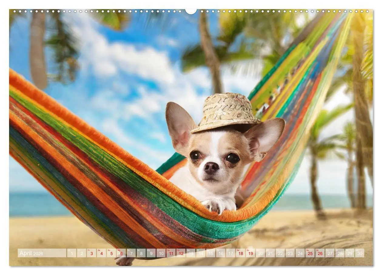 Bild: 9783457417713 | Chillige Chihuahuas - Entspannte Fellnasen genießen das Leben...