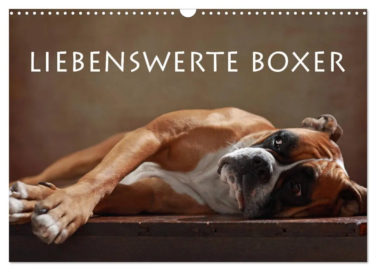 Cover: 9783457897713 | Liebenswerte Boxer (Wandkalender 2026 DIN A3 quer), CALVENDO...
