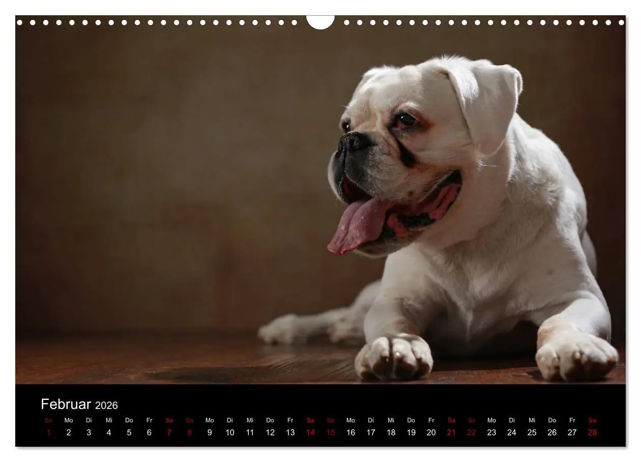 Bild: 9783457897713 | Liebenswerte Boxer (Wandkalender 2026 DIN A3 quer), CALVENDO...