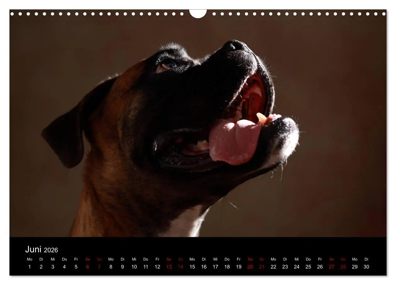 Bild: 9783457897713 | Liebenswerte Boxer (Wandkalender 2026 DIN A3 quer), CALVENDO...