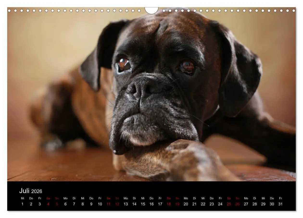 Bild: 9783457897713 | Liebenswerte Boxer (Wandkalender 2026 DIN A3 quer), CALVENDO...