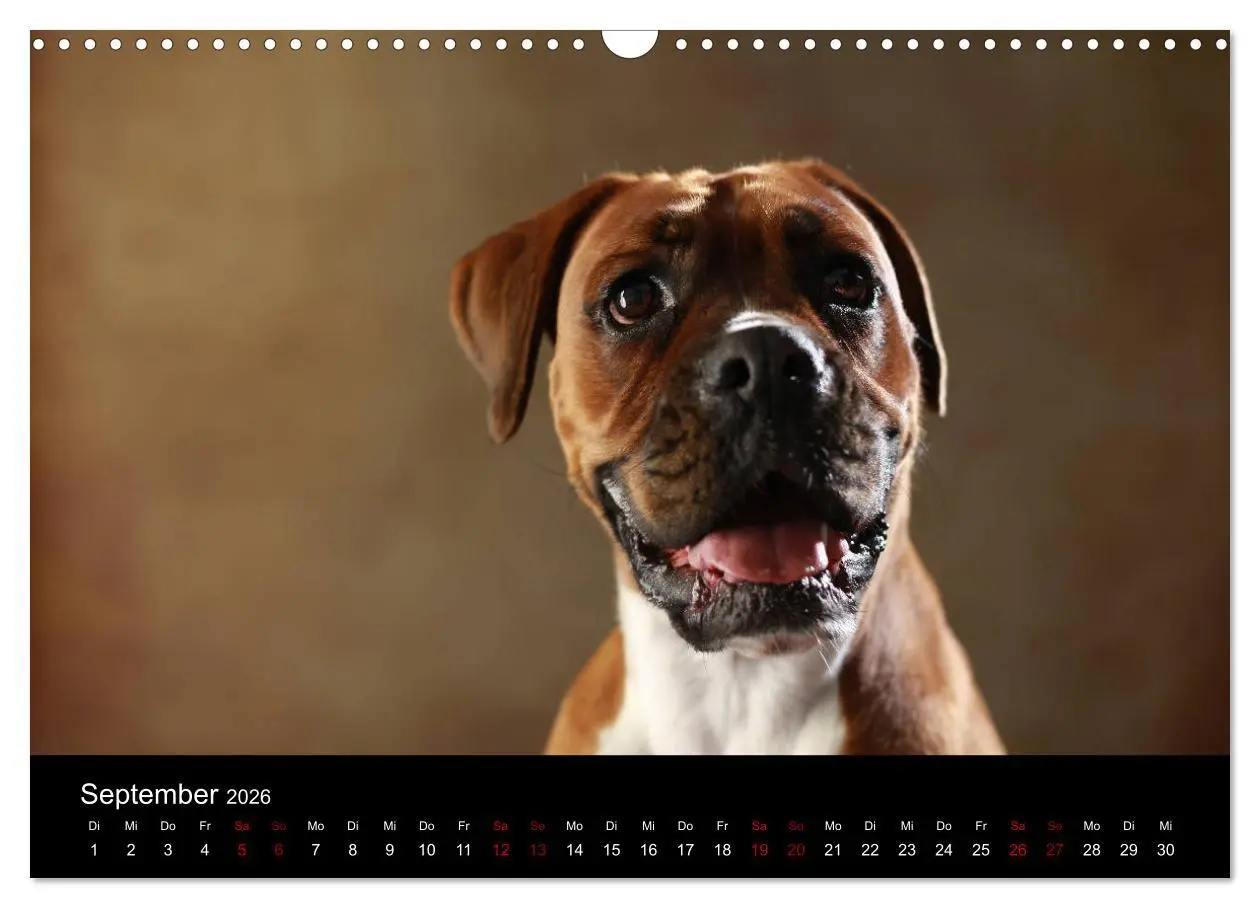 Bild: 9783457897713 | Liebenswerte Boxer (Wandkalender 2026 DIN A3 quer), CALVENDO...