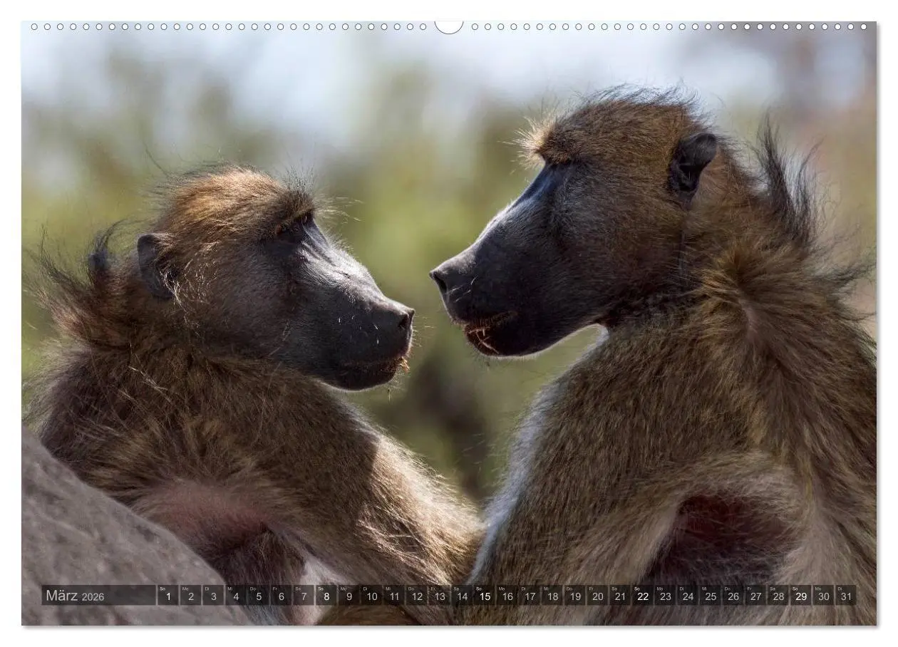 Bild: 9783516057713 | Botswana - Landschaft und Tierwelt (hochwertiger Premium...