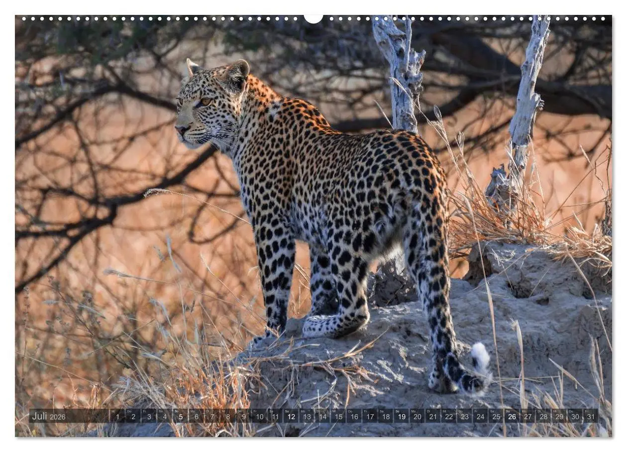 Bild: 9783516057713 | Botswana - Landschaft und Tierwelt (hochwertiger Premium...