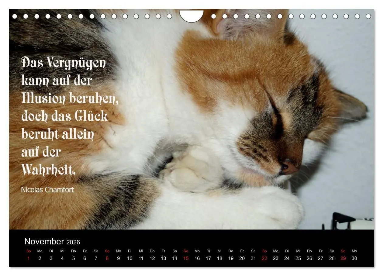 Bild: 9783516117813 | Glückskatze - Mit Zitaten zum Thema Glück (Wandkalender 2026 DIN A4...
