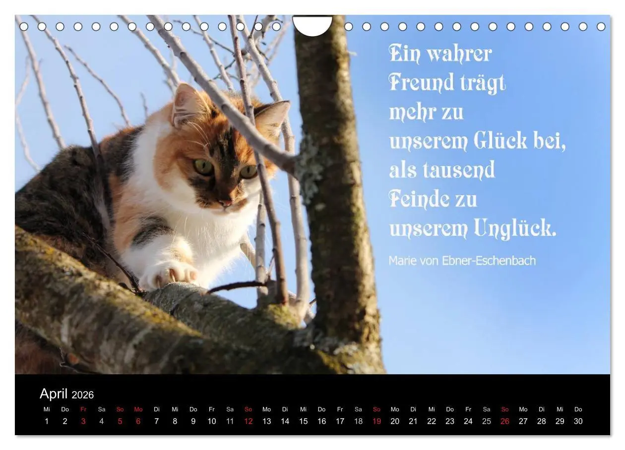 Bild: 9783516117813 | Glückskatze - Mit Zitaten zum Thema Glück (Wandkalender 2026 DIN A4...