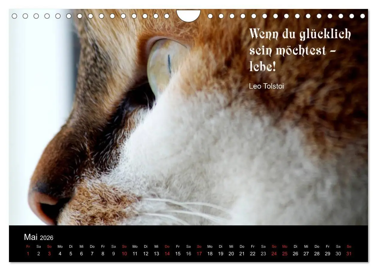 Bild: 9783516117813 | Glückskatze - Mit Zitaten zum Thema Glück (Wandkalender 2026 DIN A4...