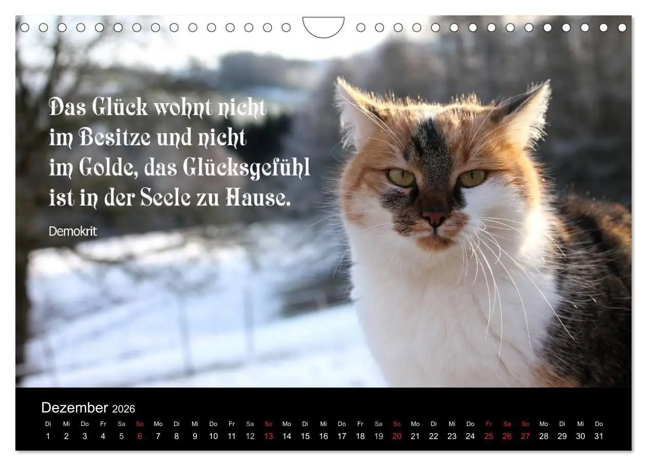 Bild: 9783516117813 | Glückskatze - Mit Zitaten zum Thema Glück (Wandkalender 2026 DIN A4...