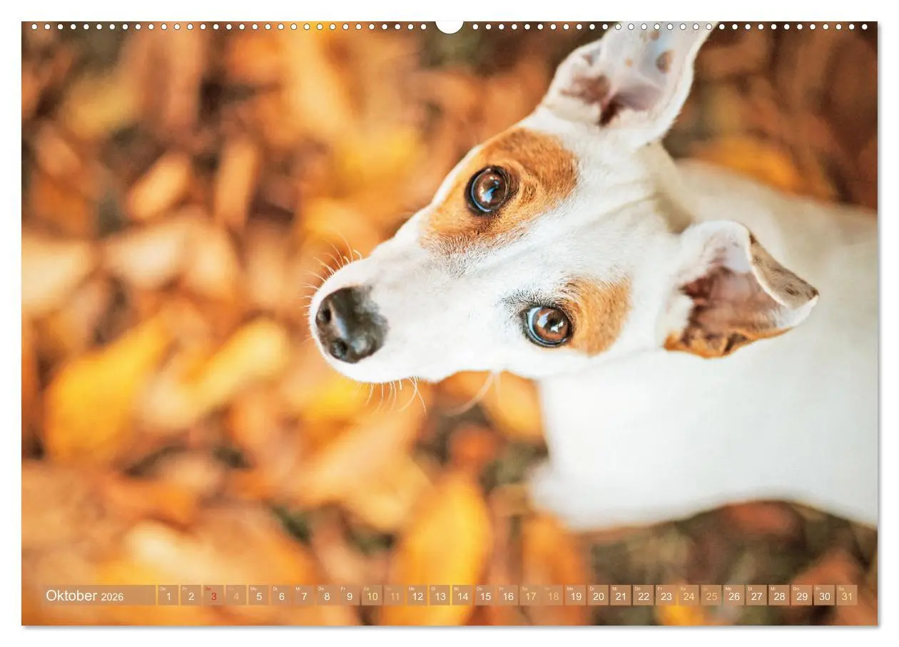 Bild: 9783516597813 | Jack Russell Terrier: flink und verspielt (hochwertiger Premium...