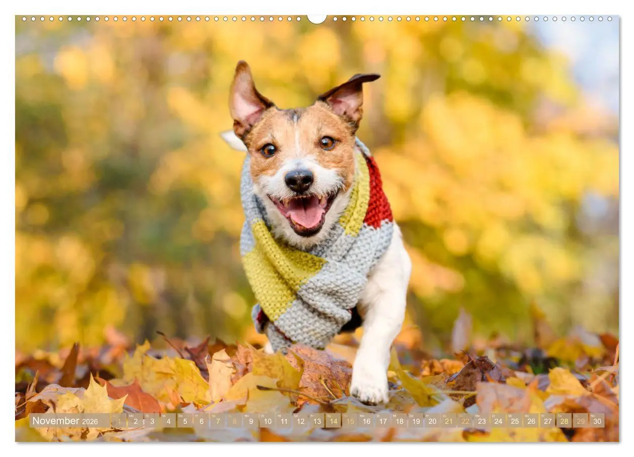 Bild: 9783516597813 | Jack Russell Terrier: flink und verspielt (hochwertiger Premium...