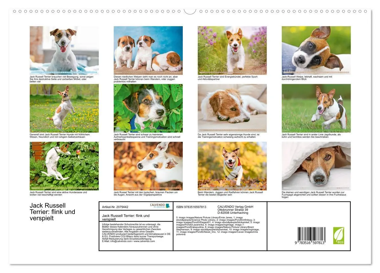 Bild: 9783516597813 | Jack Russell Terrier: flink und verspielt (hochwertiger Premium...