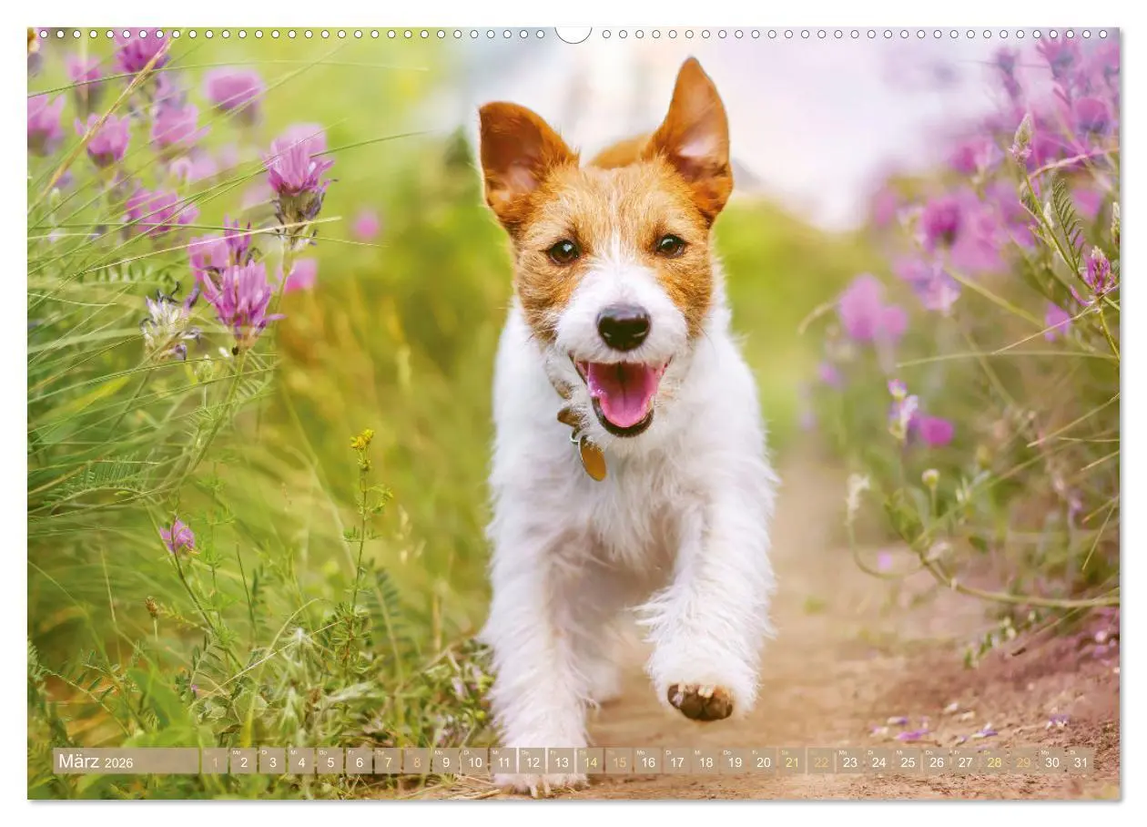 Bild: 9783516597813 | Jack Russell Terrier: flink und verspielt (hochwertiger Premium...
