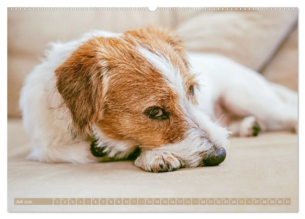 Bild: 9783516597813 | Jack Russell Terrier: flink und verspielt (hochwertiger Premium...