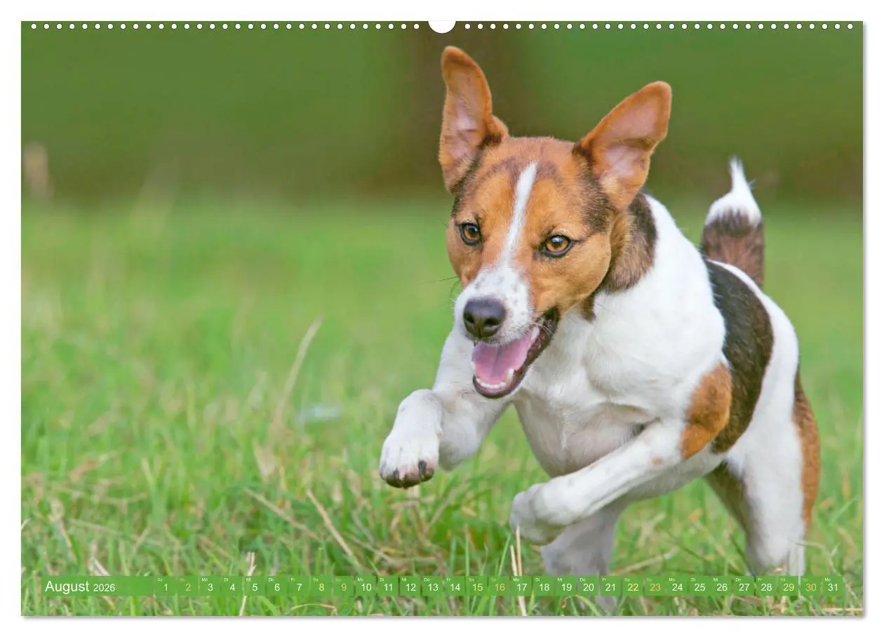 Bild: 9783516597813 | Jack Russell Terrier: flink und verspielt (hochwertiger Premium...