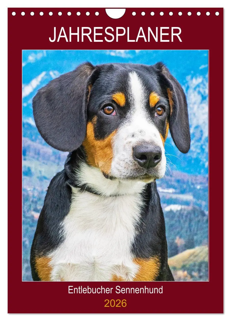 Cover: 9783516388213 | Jahresplaner Entlebucher Sennenhund (Wandkalender 2026 DIN A4...