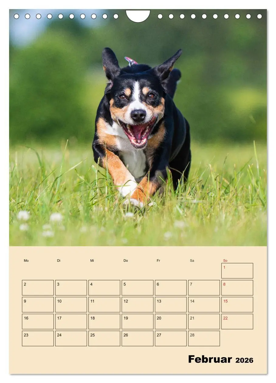 Bild: 9783516388213 | Jahresplaner Entlebucher Sennenhund (Wandkalender 2026 DIN A4...