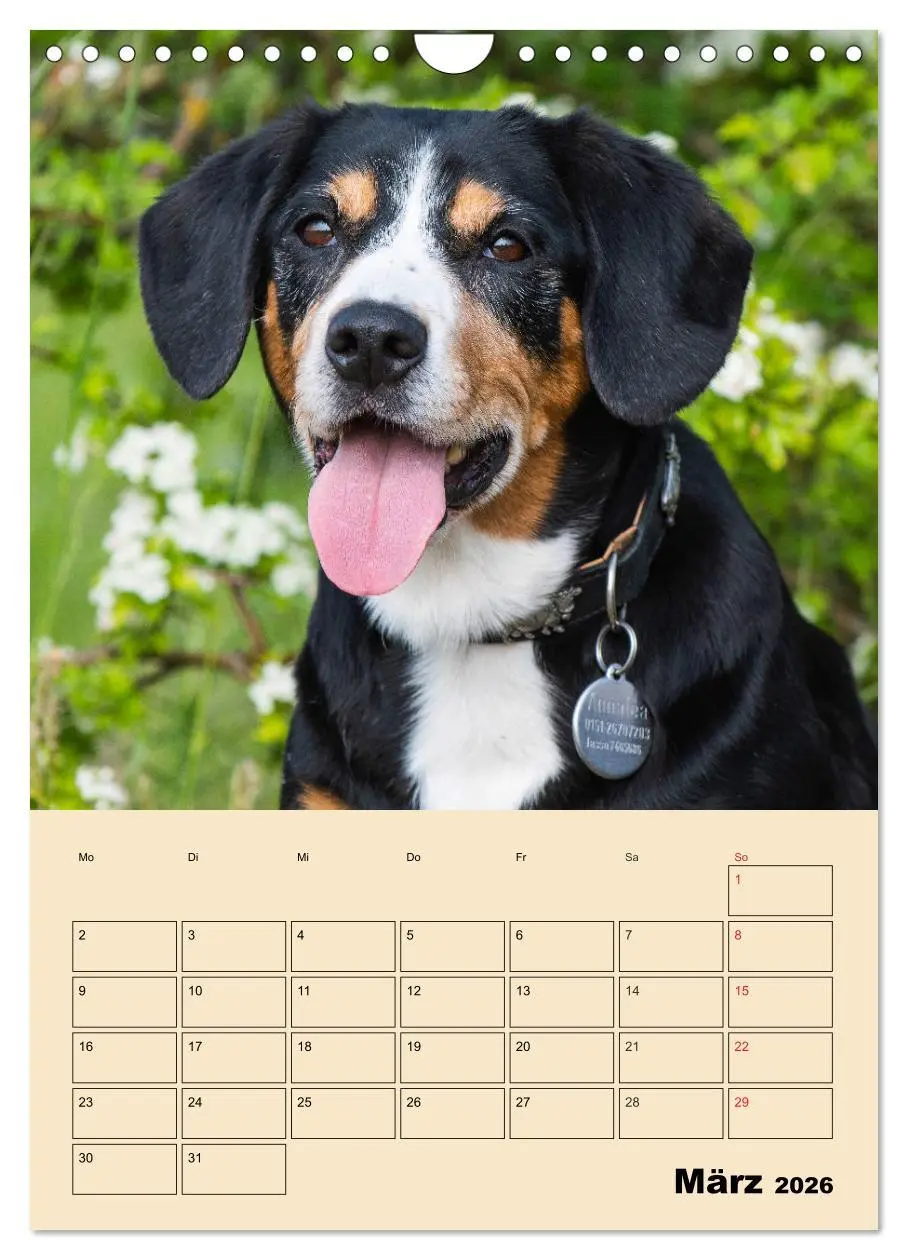 Bild: 9783516388213 | Jahresplaner Entlebucher Sennenhund (Wandkalender 2026 DIN A4...