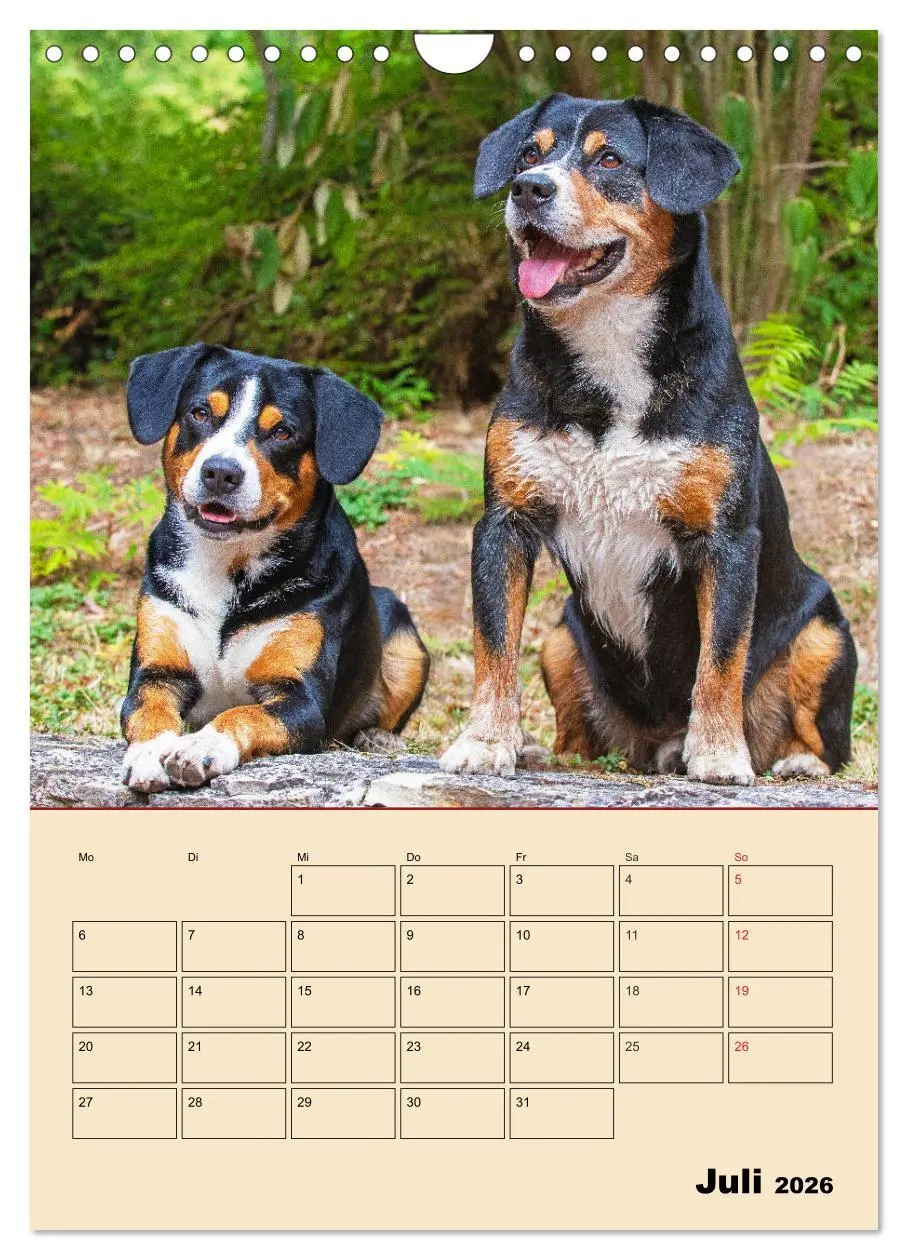 Bild: 9783516388213 | Jahresplaner Entlebucher Sennenhund (Wandkalender 2026 DIN A4...