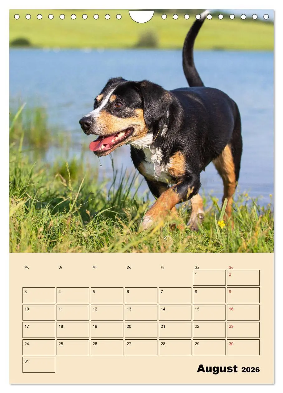 Bild: 9783516388213 | Jahresplaner Entlebucher Sennenhund (Wandkalender 2026 DIN A4...